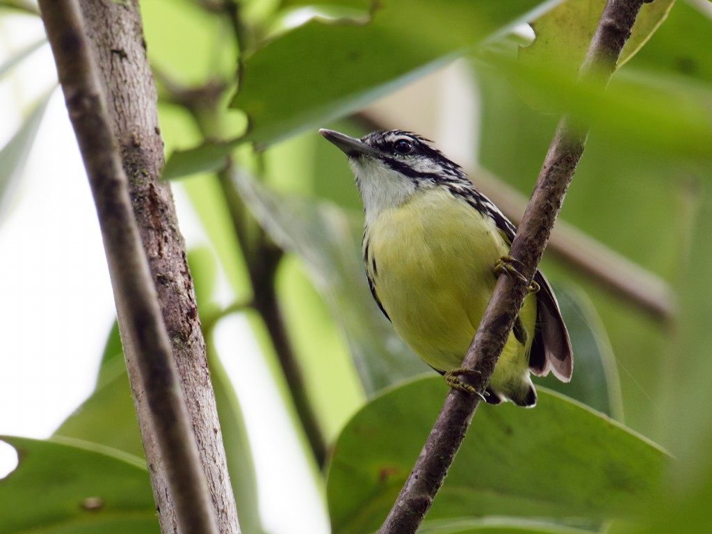 Habitat do choquinha-de-garganta-amarela