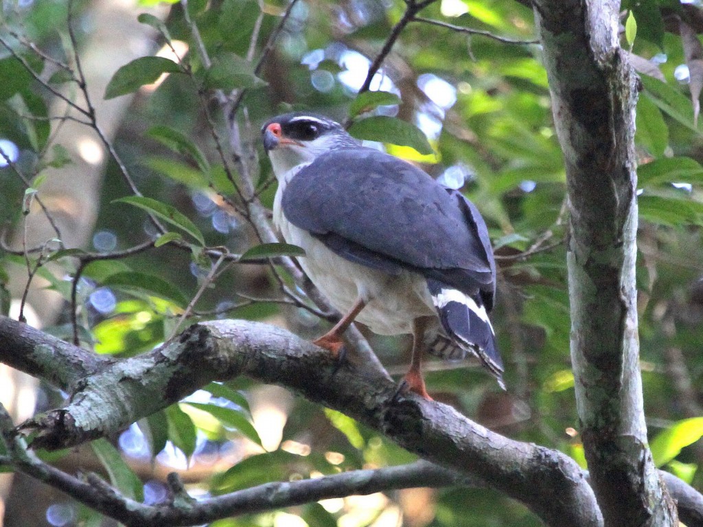 Habitat do gaviao-vaqueiro