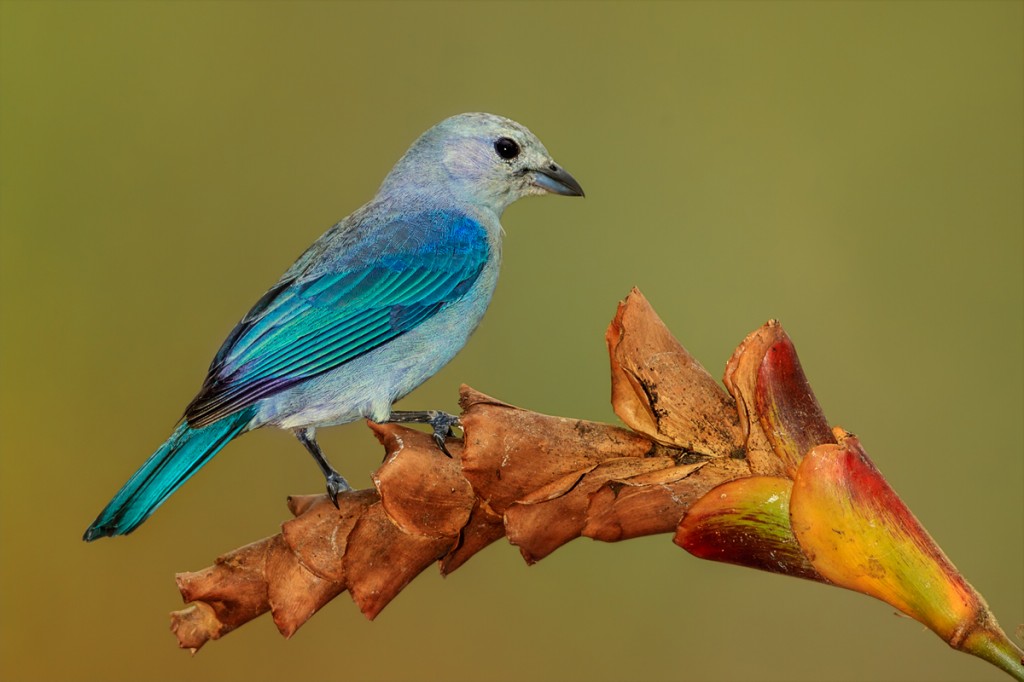 Habitat do sanhacu-azul