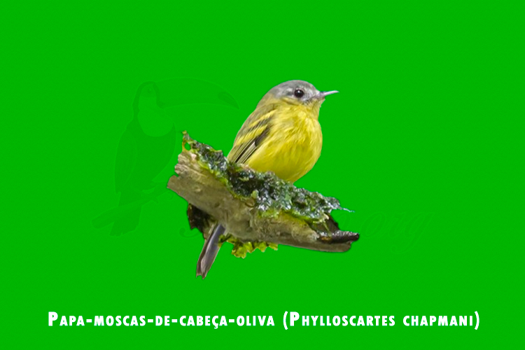 Papa-moscas-de-cabeça-oliva (Phylloscartes chapmani)