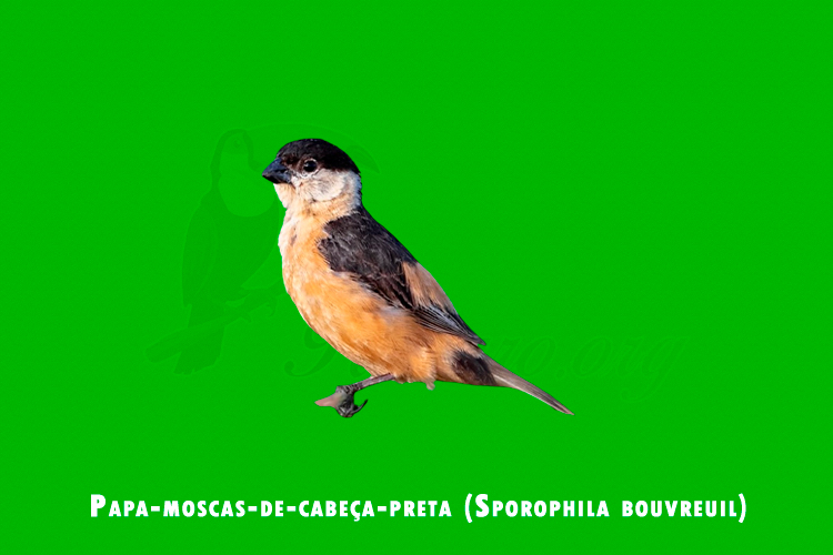 Papa-moscas-de-cabeça-preta ( Sporophila bouvreuil )