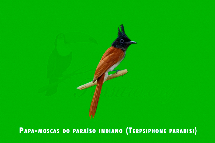 Papa-moscas do paraíso indiano ( Terpsiphone paradisi )