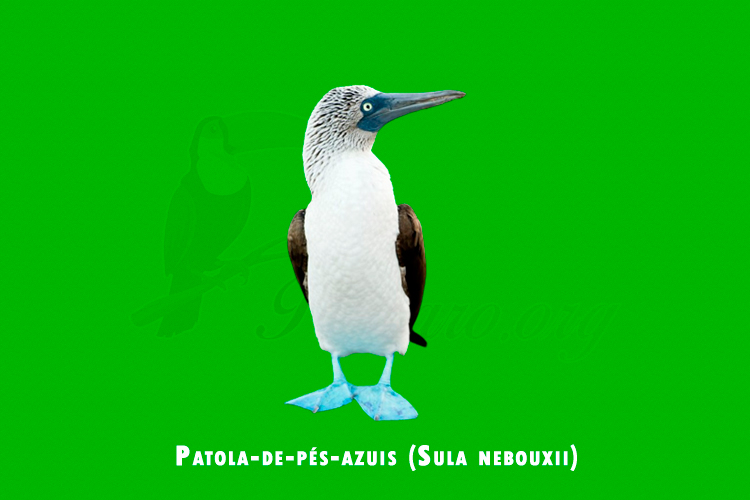 Patola-de-pes-azuis ( Sula nebouxii )