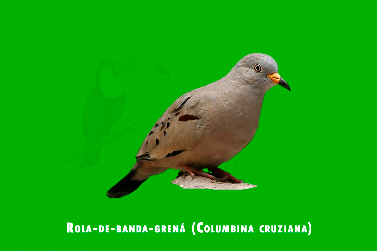 Rola-de-banda-grena (Columbina cruziana)