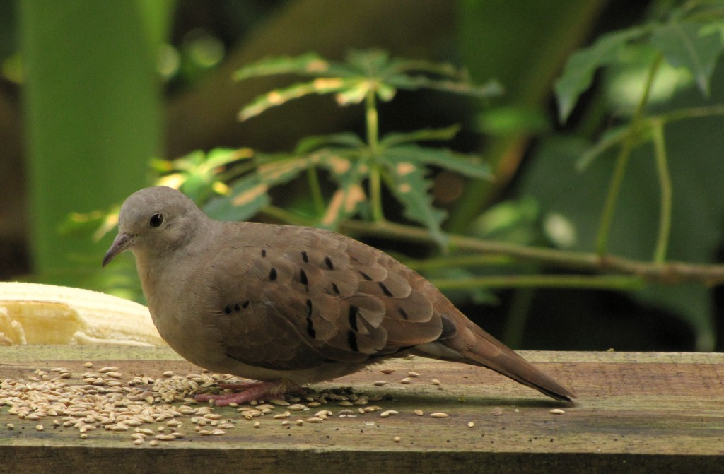 Rolinha-de-asa-canela