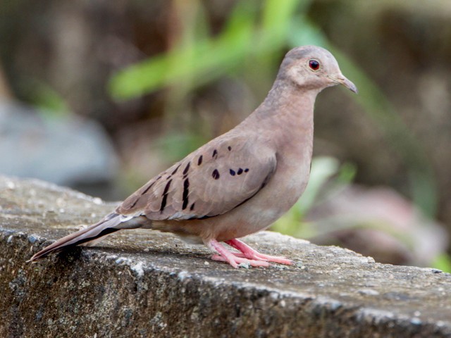 Rolinha-de-asa-canela