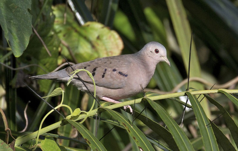 Rolinha-de-asa-canela