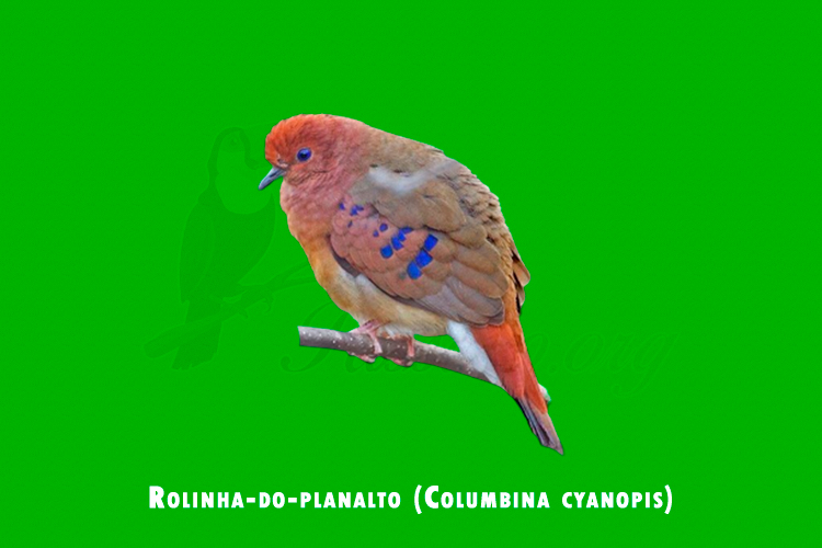 Rolinha-do-planalto (Columbina cyanopis)