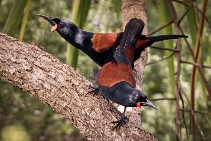 Saddleback da Ilha do Norte