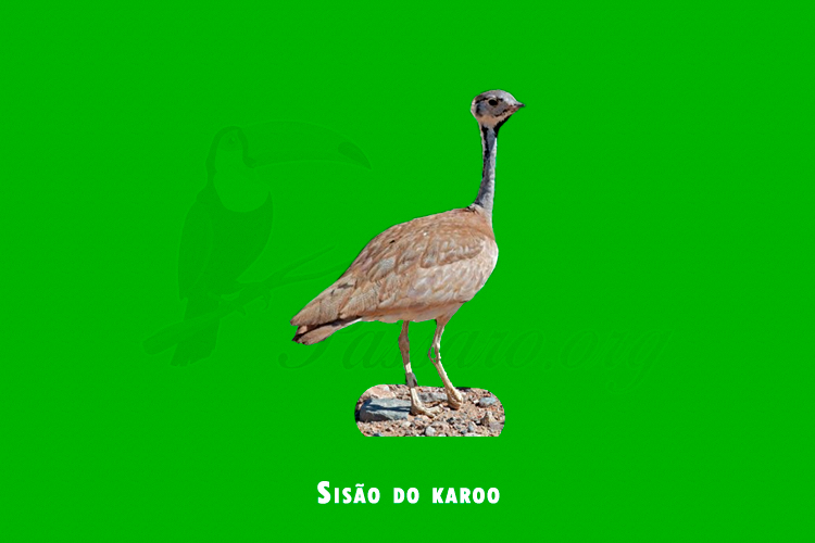 Sisão do karoo