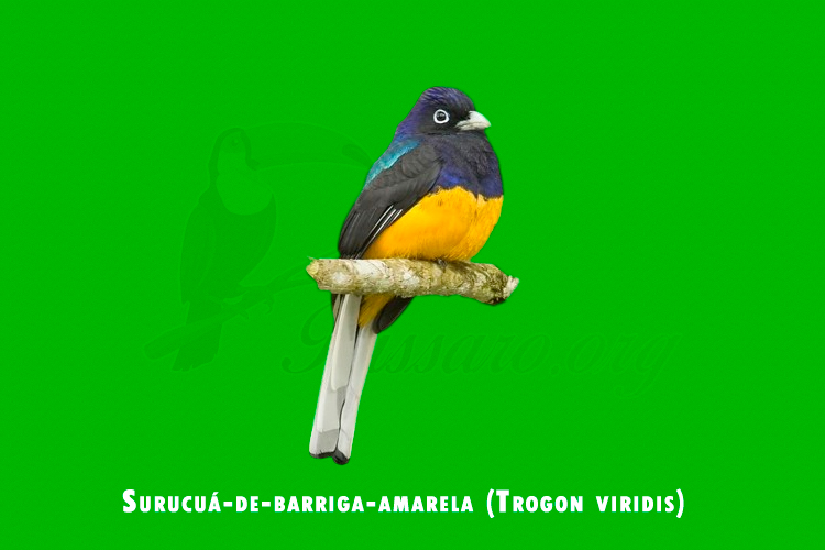 Surucua-de-barriga-amarela ( Trogon viridis )