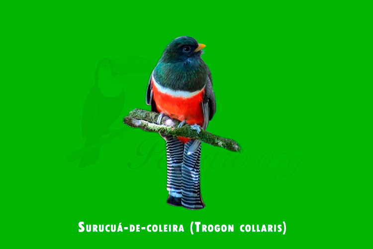 Surucua-de-coleira ( Trogon collaris )