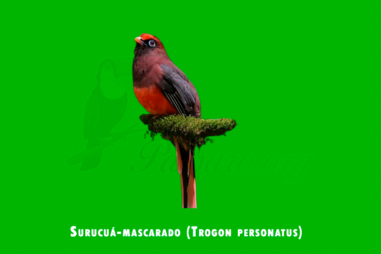Surucua-mascarado (Trogon personatus)
