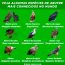 Tipos de Abutre mais conhecidos no mundo