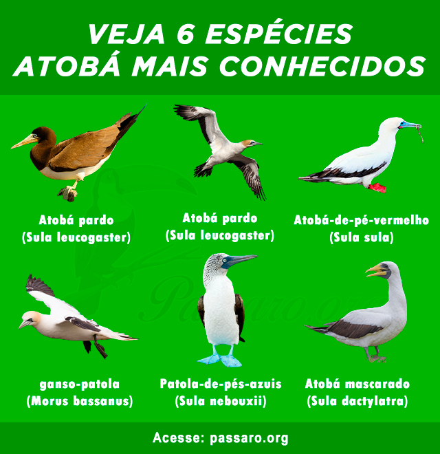 Tipos de Atobá mais conhecidos