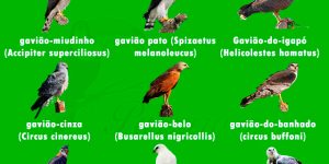 Tipos de Gaviao mais conhecidos