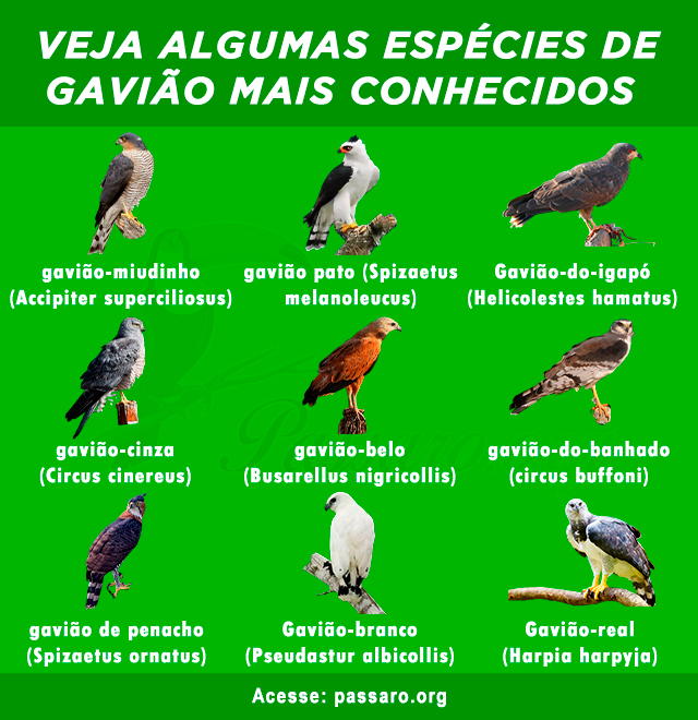 Tipos de Gaviao mais conhecidos