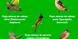 Tipos de aves Papa-moscas mais conhecidas