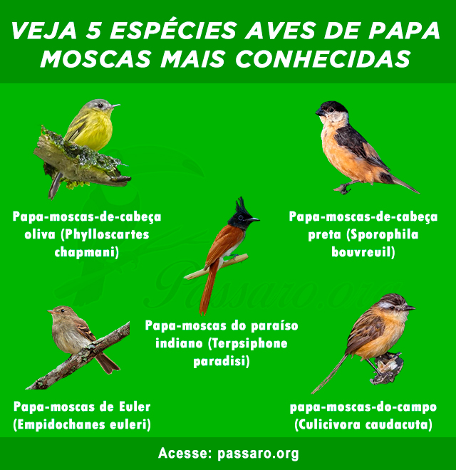 Tipos de aves Papa-moscas mais conhecidas