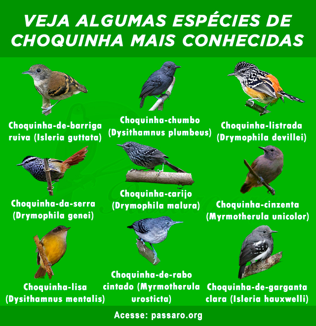 Tipos de choquinha mais conhecidas