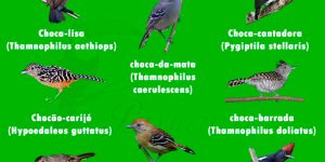 Tipos de passaro choca mais conhecidos