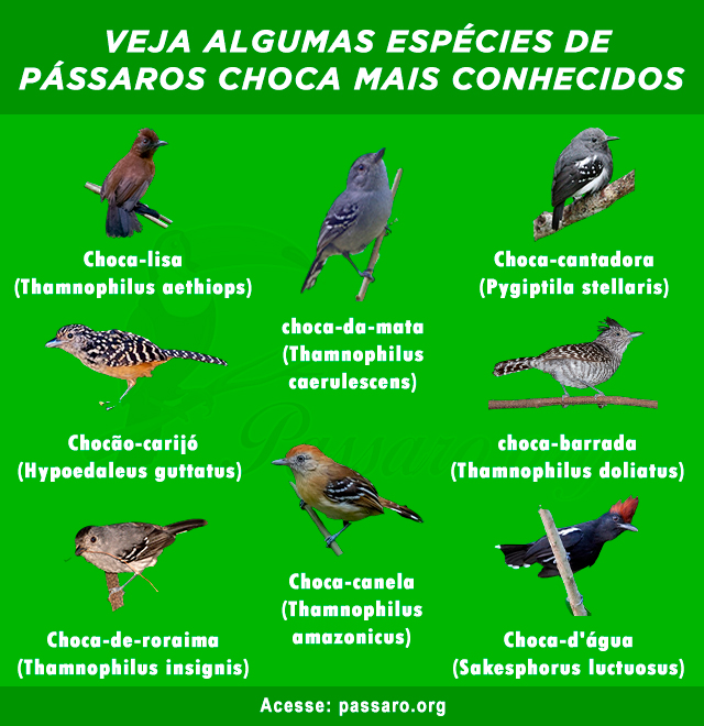 Tipos de passaro choca mais conhecidos