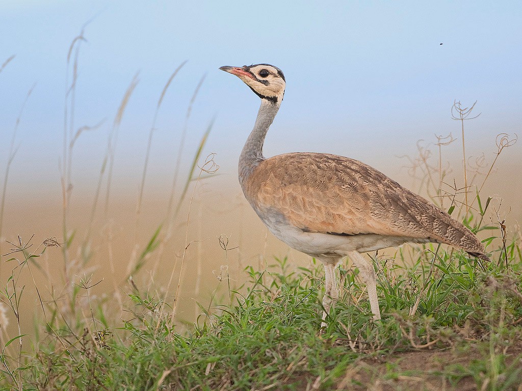 abetarda-de-barriga-branca