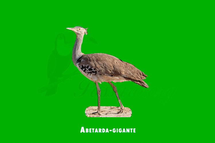 abetarda gigante