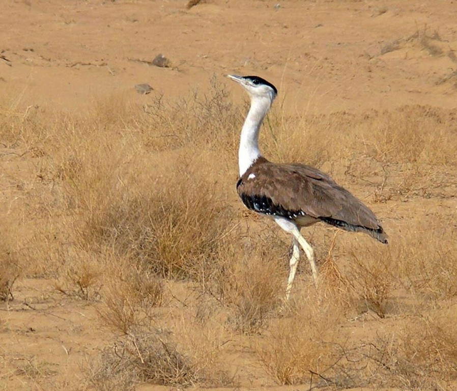 abetarda-indiana 