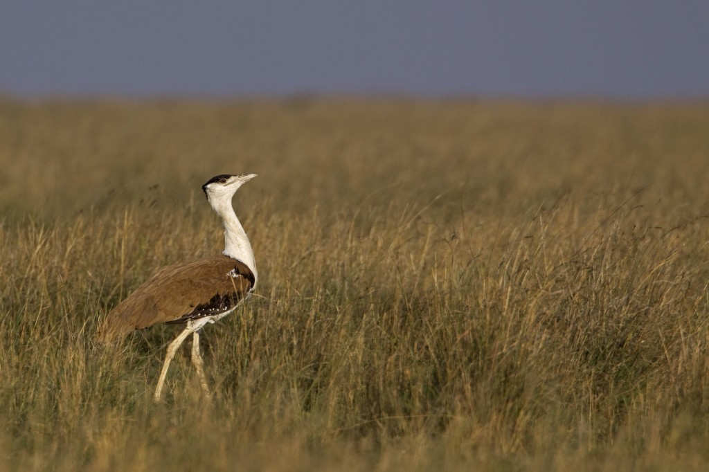 abetarda-indiana