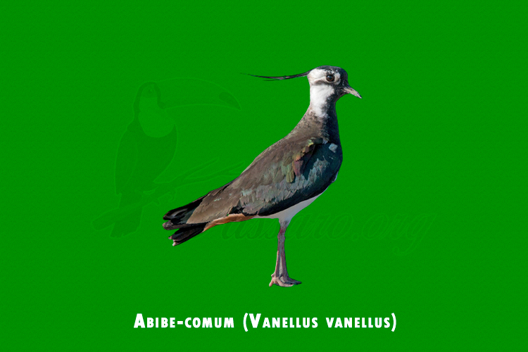 abibe-comum (vanellus vanellus)