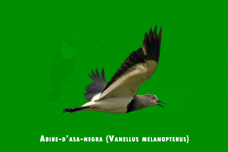 abibe-d’asa-negra ( vanellus melanopterus )