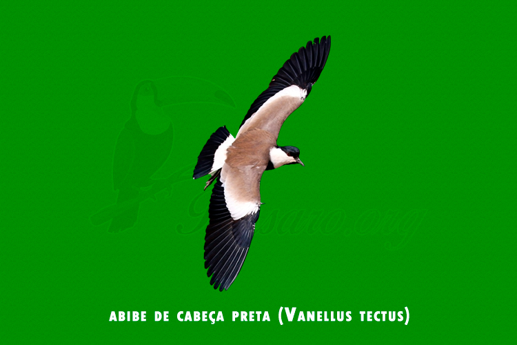 abibe de cabeca preta ( vanellus tectus)