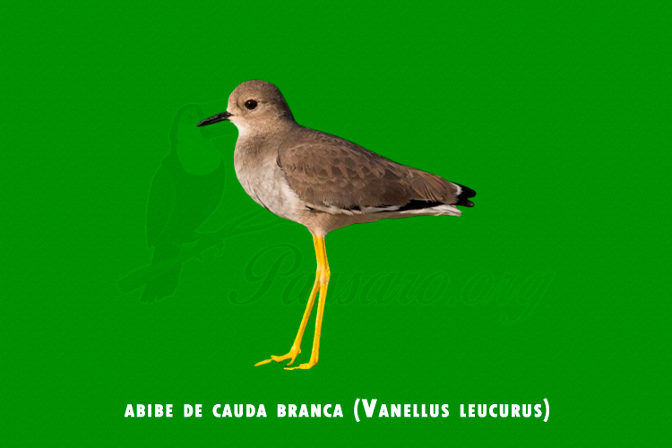 abibe de cauda branca (vanellus leucurus)