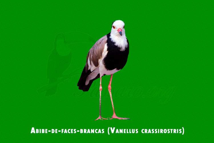 abibe-de-faces-brancas ( vanellus crassirostris )