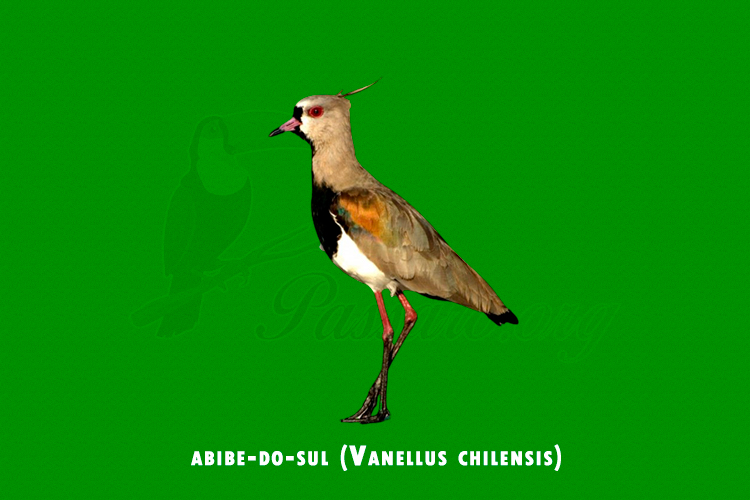 abibe-do-sul (vanellus chilensis)