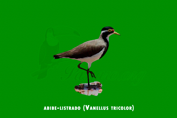 abibe-listrado (vanellus tricolor)
