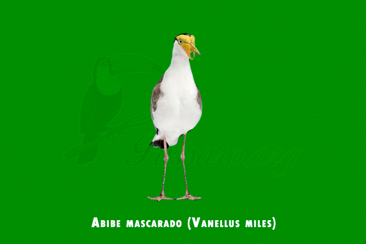 abibe mascarado ( vanellus miles )