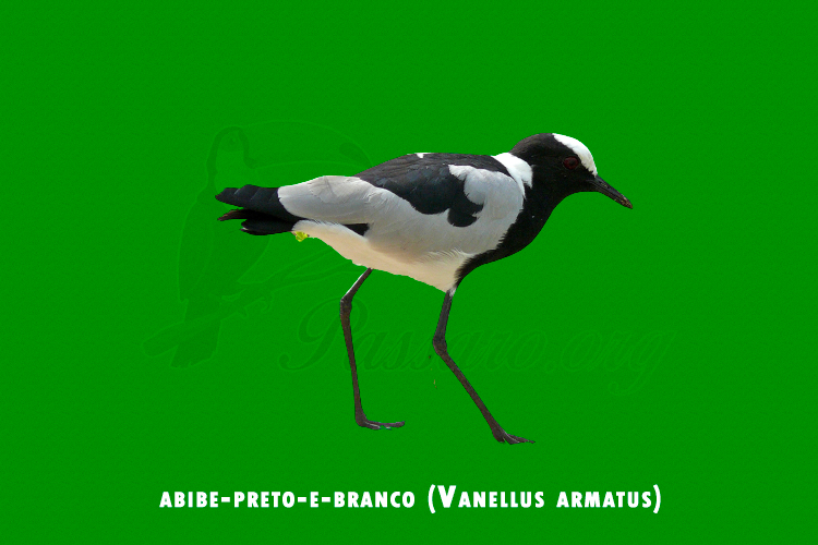 abibe-preto-e-branco (vanellus armatus)