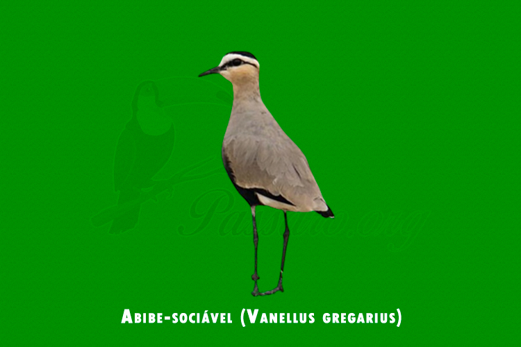 abibe-sociavel ( vanellus gregarius)