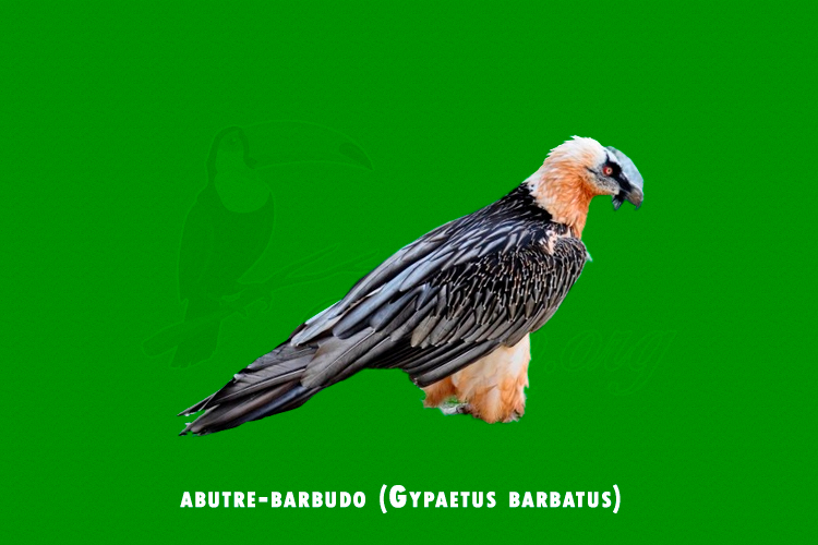 abutre-barbudo (Gypaetus barbatus)