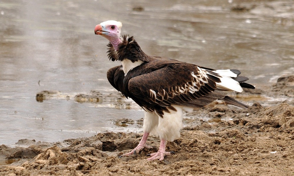 abutre-de-cabeca-branca