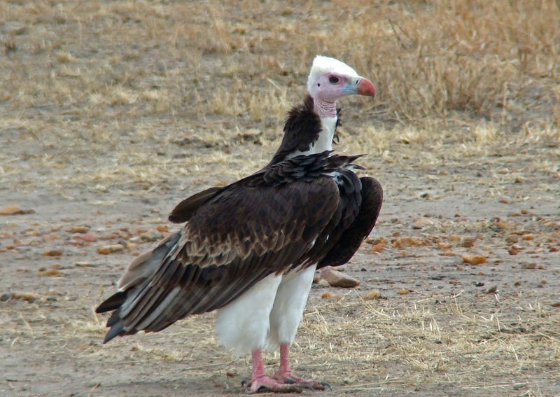 abutre-de-cabeca-branca