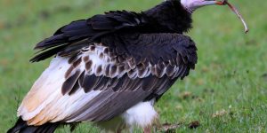 abutre-de-cabeca-branca