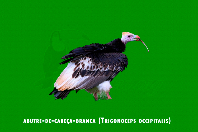 abutre-de-cabeça-branca (Trigonoceps occipitalis)