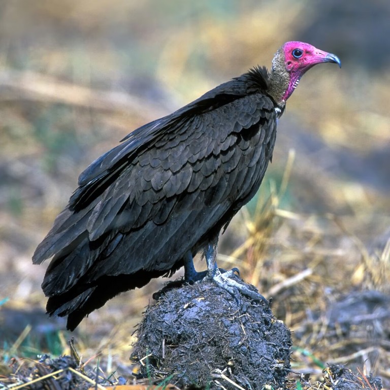 abutre-de-capuz