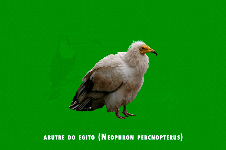 abutre do egito (Neophron percnopterus)