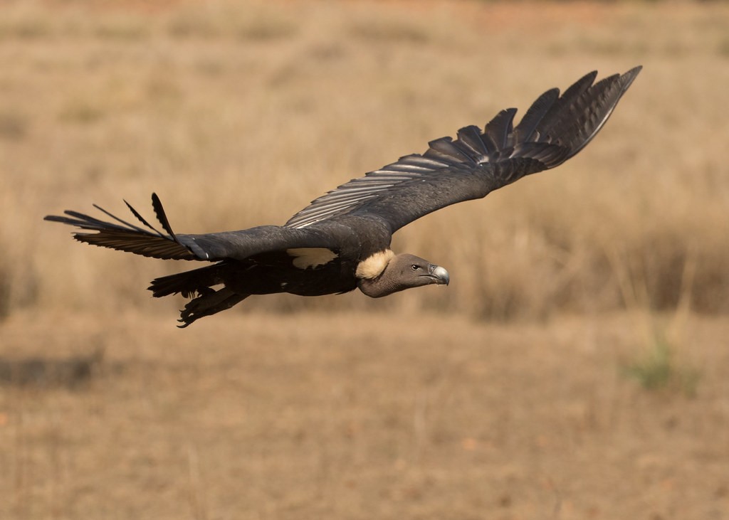 abutre-indiano-de-dorso-branco