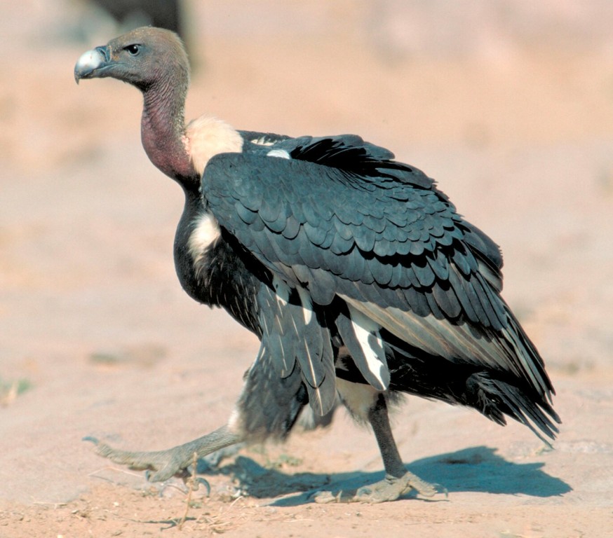 abutre-indiano-de-dorso-branco