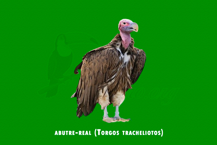 abutre-real (Torgos tracheliotos)